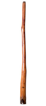 Tristan O'Meara Didgeridoo (TM439)